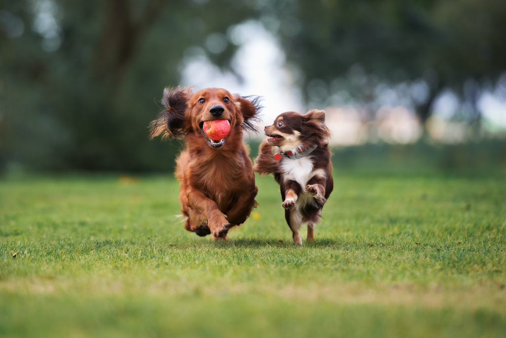 Two brown dachshunds run across a grassy field, one carrying a red ball in its mouth, with blurred trees and greenery in the background.